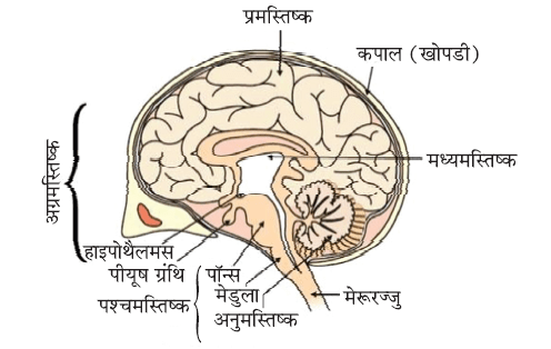 नियंत्रण एवं समन्वय- मानव मस्तिष्क (Human Brain)