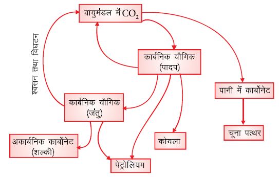 कार्बन चक्र (Carbon Cycle): प्राकृतिक संपदा
